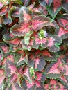 ColeusÃÂ is a formerÃÂ genusÃÂ ofÃÂ flowering plantsÃÂ in theÃÂ familyÃÂ Lamiaceae.